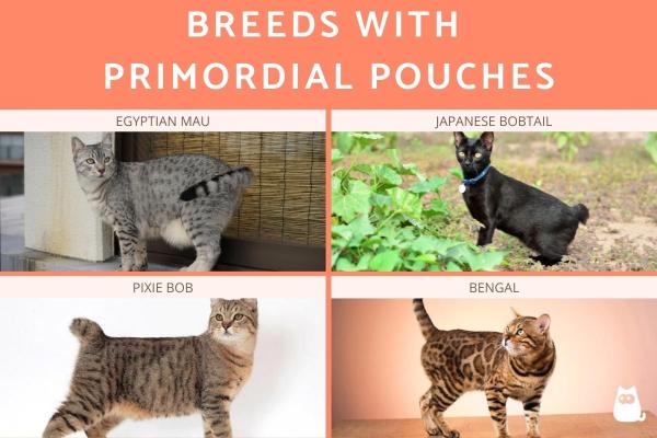 Mi gato tiene una bolsa de grasa en el vientre - Razas de gatos con bolsa primordial