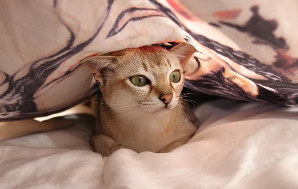 Mi gato se sube a los muebles - 1. Enseña a los gatos a dejar de trepar a los muebles