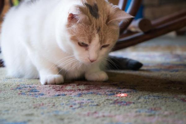 Mi gato ya no juega, ¿qué puedo hacer? - Juguetes aburridos o viejos
