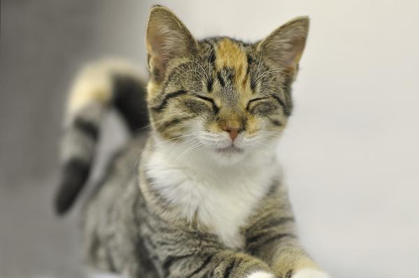 Mi gato ya no se acicala. ¿Por qué mi gato adulto ya no se acicala?