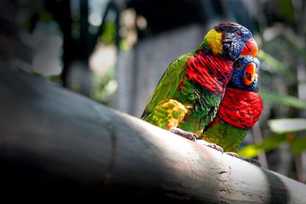 Mi Loro No Deja de Gritar - Localizando a miembros de su familia