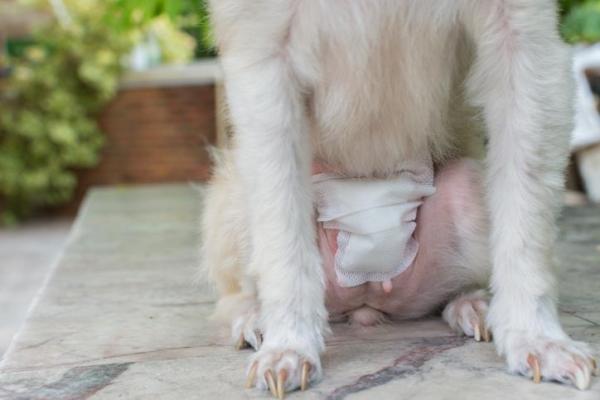 Mi perra tiene secreción clara: ¿por qué mi perro tiene secreción blanca?