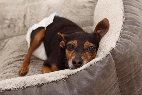 Mi perro anciano no duerme por la noche - 2. Pérdida de visión o audición