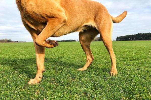 Mi perro cojea cuando camina pero no corre: lesión muscular o tendinitis