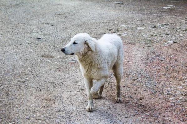 Mi perro cojea después de dormir: artrosis secundaria