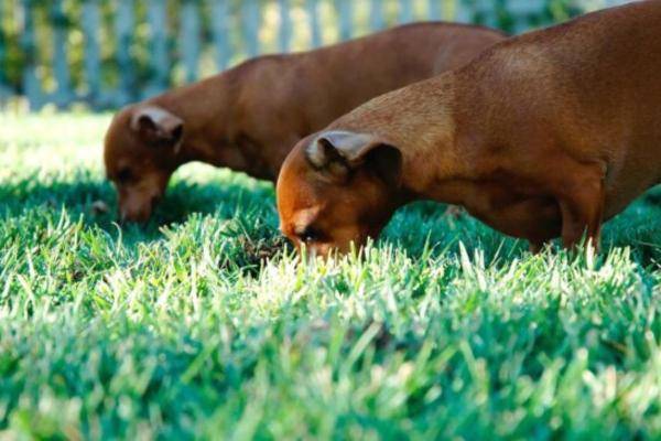 Mi perro come caca de gato - Por qué y qué hacer - Peligros de que mi perro coma caca de gato