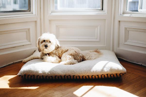 Mi perro empezó a llorar y a quejarse por las noches, ¿qué debo hacer?  - Por qué tu perro adulto llora toda la noche