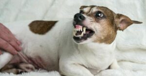 Mi Perro Es Agresivo Después De La Castración
