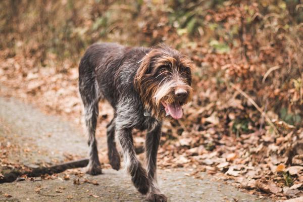 Mi perro es demasiado flaco pero aún come mucho - Problemas endocrinos