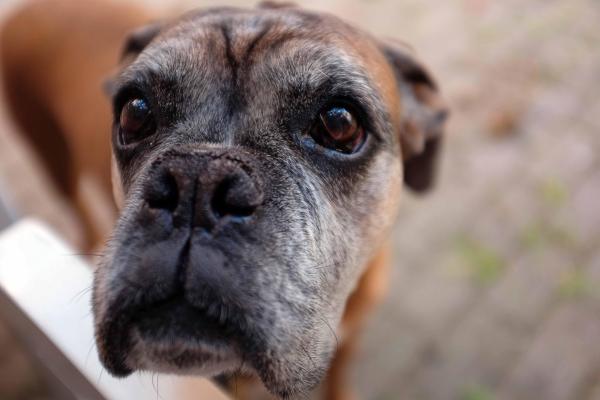 Mi perro es sobreprotector conmigo - Razones por las que tu perro es sobreprotector