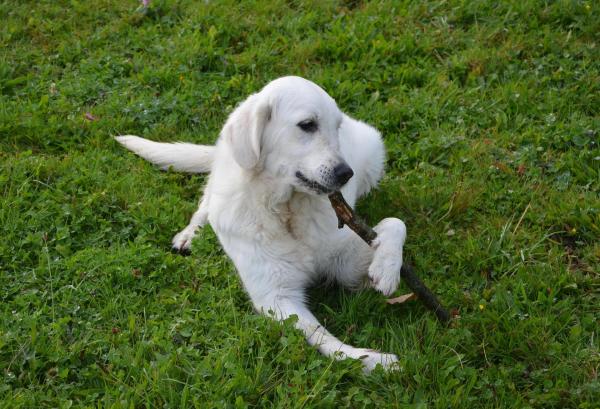 Mi perro come palitos: ¿Es malo que mi perro coma palitos?