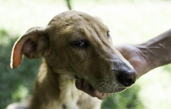 Mi Perro Está Bajando Mucho Peso - Caquexia en Perros - Diagnóstico de caquexia en perros