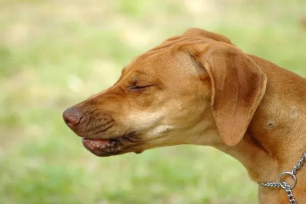 Mi perro gruñe como un cerdo - Estornudo inverso