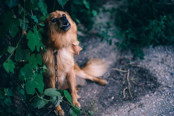 Mi perro ladra a los vecinos - Cómo evitar que un perro ladre a los vecinos