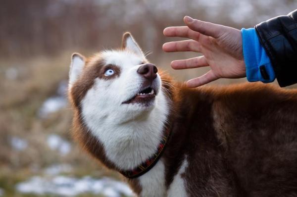 Mi perro le tiene miedo a la gente - ¿Por qué mi perro le tiene miedo a la gente?