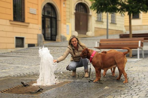 Mi perro le tiene miedo al agua - Diferencias entre miedo al agua y no gustarle el agua