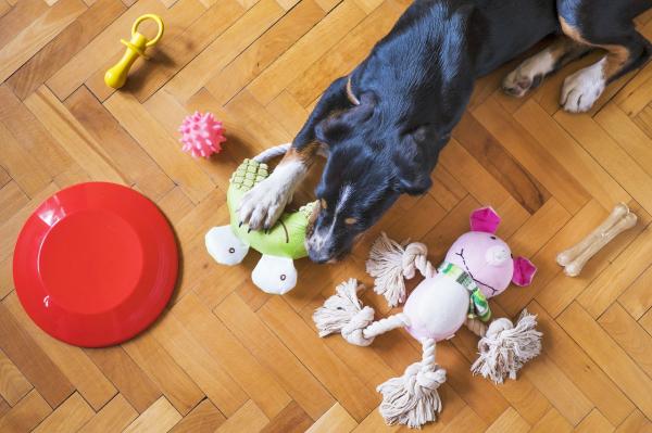 Mi perro mastica todo lo que ve - ¿Por qué mi perro mastica todo lo que ve cuando está solo?