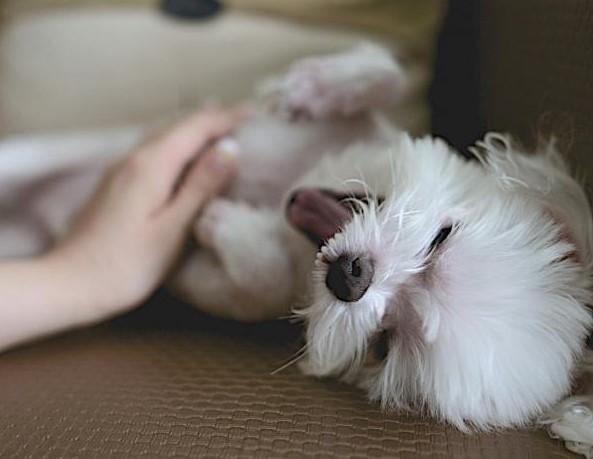 Mi perro muestra la barriga - ¿Por qué los perros muestran la barriga?