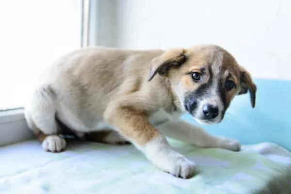 Mi perro no come pero bebe agua - Enfermedad de Addison (hipoadrenocorticismo)