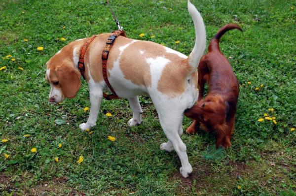 Mi perro no deja que otros perros le huela el trasero: razones por las que un perro no deja que otro perro le huela el trasero