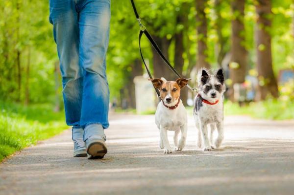 Mi perro no quiere salir a pasear - Mi cachorro se niega a salir a pasear