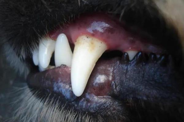 Mi perro perdió un diente - Causas y tratamiento - Caries o caries