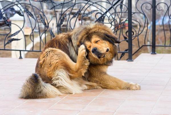 Mi perro se comporta raro después de tomar un medicamento contra las pulgas: por qué los perros se sienten raros después de tomar un medicamento contra las pulgas