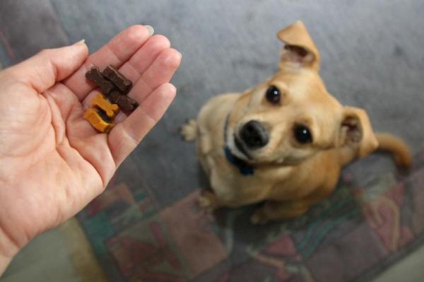 Mi perro se escapa: ¿qué debo hacer? - Entrena a tu perro en casa.