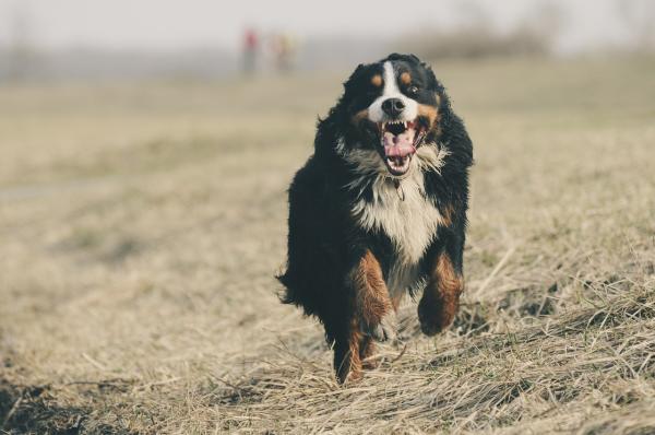 Mi perro se está asustando sin motivo alguno - Causas de los zumbidos en los perros