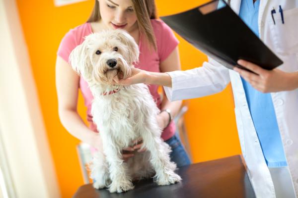 Mi perro se está muriendo - Cuidados paliativos para perros - Pregunta al veterinario