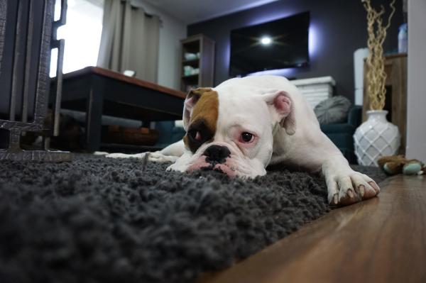 Mi perro se frota la cara con la alfombra - Limpiar su cara