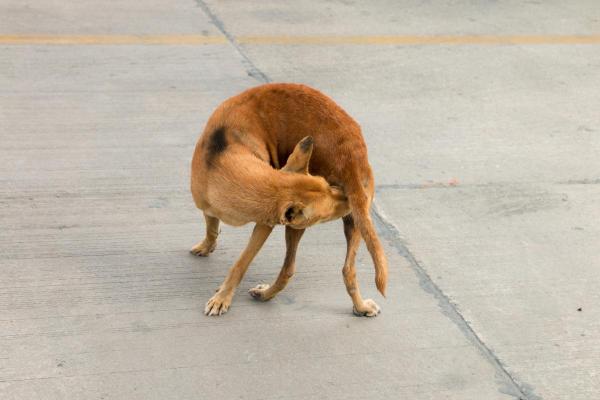 Mi perro se lame el ano constantemente - Irritación de la piel