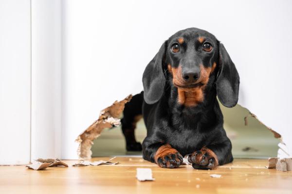 Mi perro sigue rascando la puerta - Por qué los perros siguen rascando la puerta