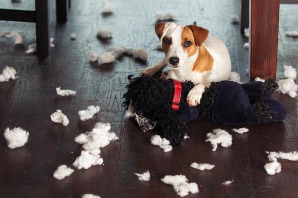 Mi perro sigue masticando su cama - ¿Por qué mi perro mastica su cama?