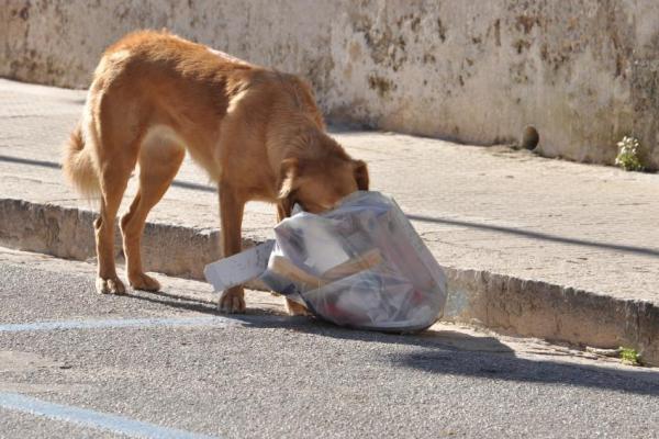 Mi perro sigue metiéndose en la basura: ¿Es peligroso para los perros meterse en la basura?