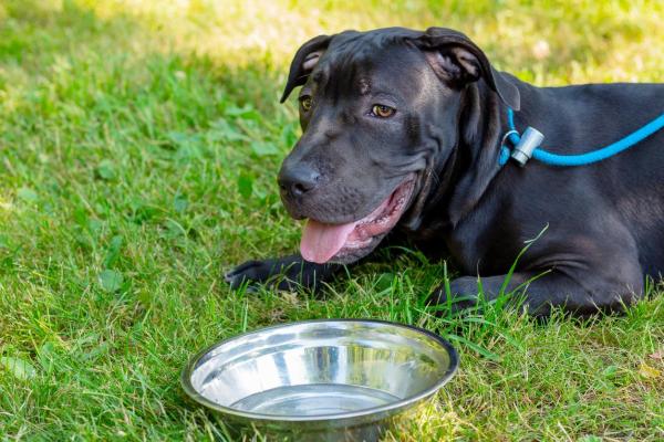Mi perro sigue sacando la lengua - Razones patológicas los perros sacan la lengua