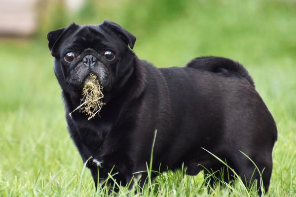Mi perro sigue vomitando pasto, ¿qué debo hacer?  - Por qué los perros vomitan después de comer hierba