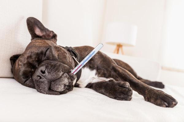 Mi perro tiembla pero no tiene frío - Fiebre