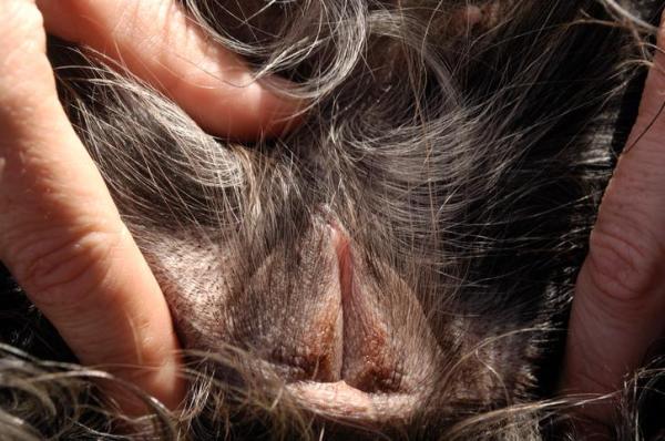 Mi perro tiene la vulva hinchada - Causas y tratamiento - La vulva de mi perro está hinchada y sangrando