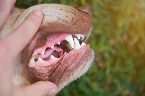 Mi perro tiene las encías pálidas - Causas y tratamiento - El color de las encías sanas en los perros
