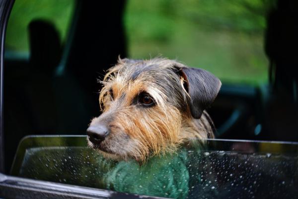Mi perro tiene miedo a los coches y al tráfico - Cómo pasear a un perro cuando tiene miedo a los coches
