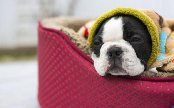 Mi perro tiene miedo a los truenos - ¿Por qué tu perro le tiene miedo a los truenos?