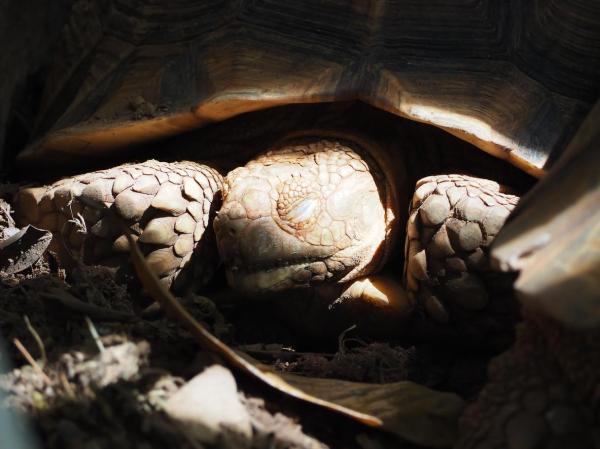 Mi tortuga no se mueve - Por qué y qué hacer - ¿Por qué mi tortuga bebé no se mueve?