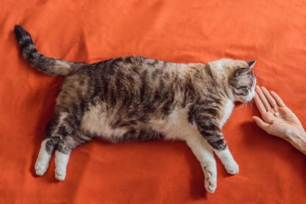 Mi gato viejo tiene temblores - Causas y tratamiento - Convulsiones