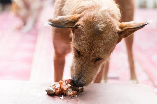 Mi perro viejo ya no come: cómo aumentar el apetito de los perros mayores