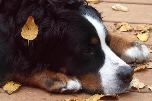 Mielopatía degenerativa en perros - Causas, Síntomas y Tratamiento - Síntomas de mielopatía degenerativa en perros