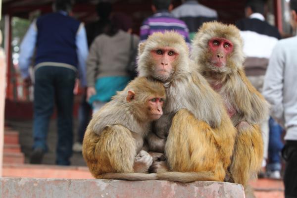 Los monos como mascotas: pautas y consejos básicos - ¿Cómo son los monos en cautiverio?