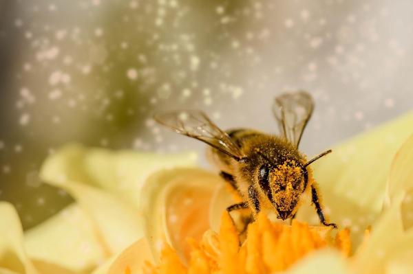 Mutualismo en Biología - Definición de Mutualismo - Beneficios del mutualismo en la naturaleza
