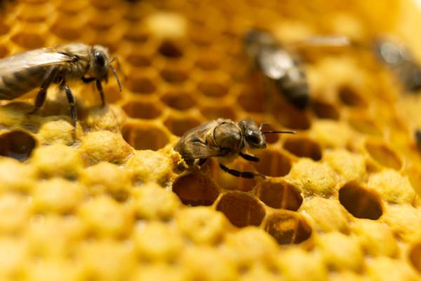 Nidos de abejas: tipos y características: ¿cómo eligen las abejas su lugar de anidación?