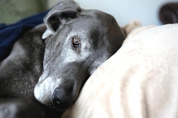 Niveles altos de colesterol en perros - Causas del colesterol alto en perros